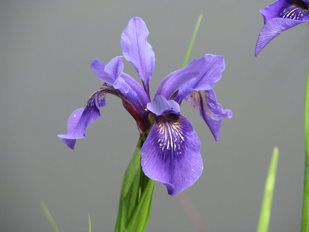 kosatec Bulleyov (Iris bulleyana)