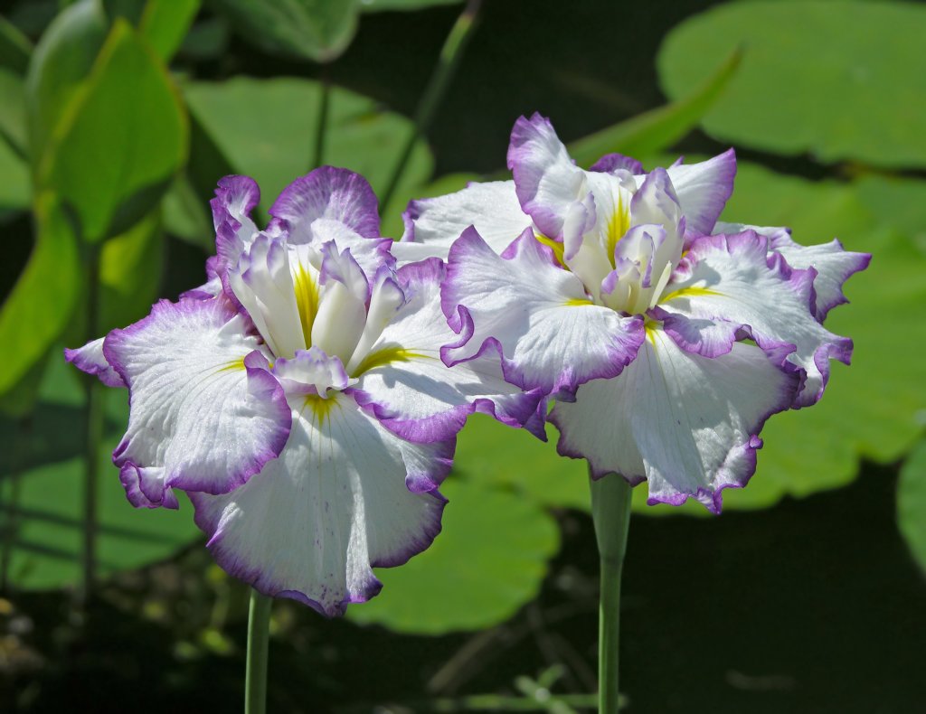 kosatec Kaempferov (Iris kaempferi)