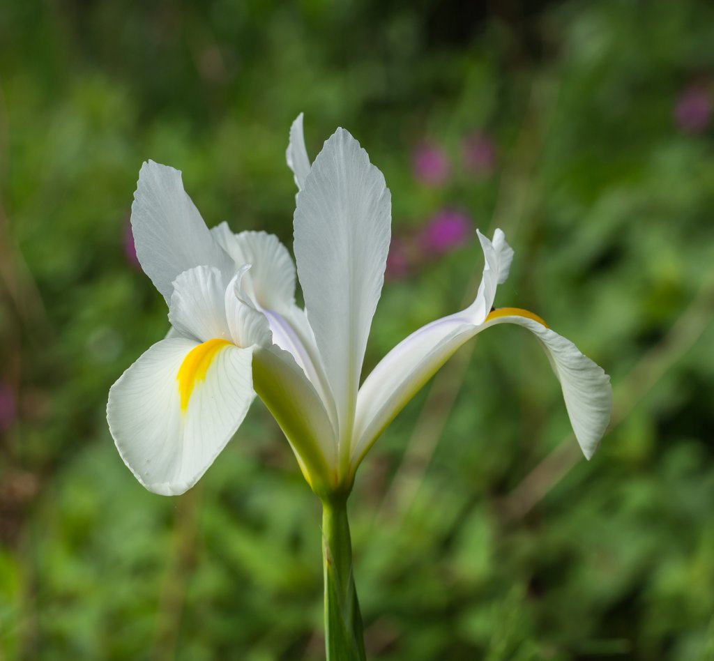 kosatec sibírsky (Iris sibirica)