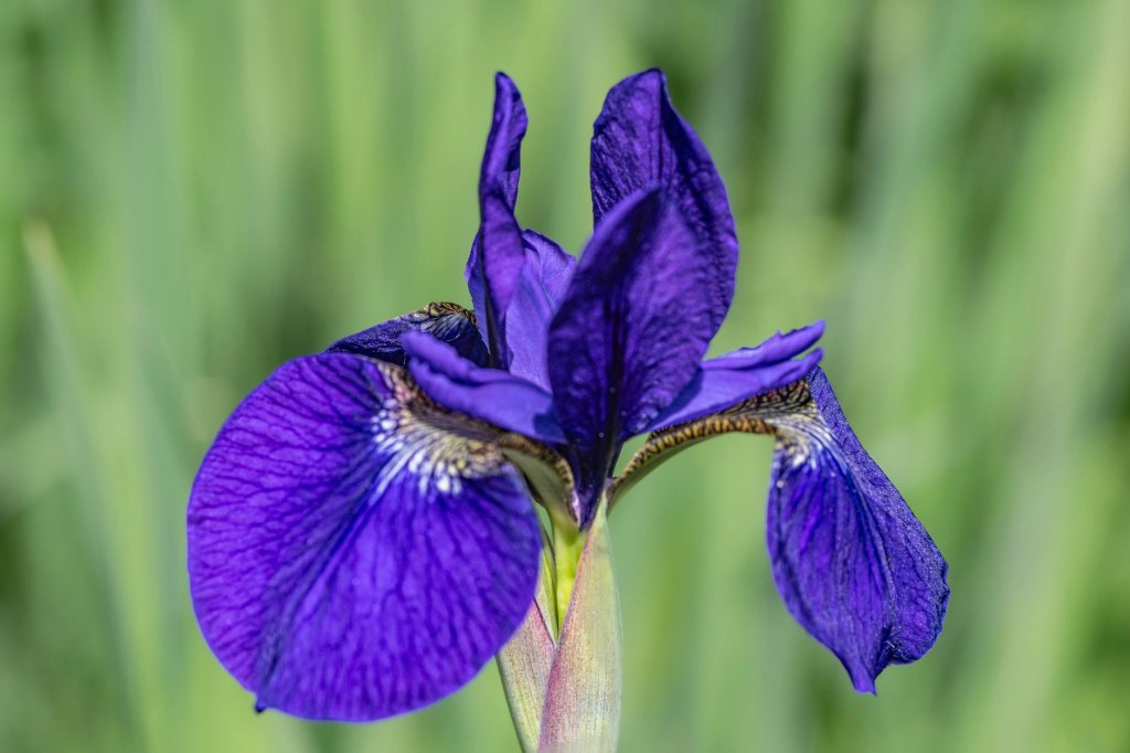 kosatec sibírsky 'Perry's Pygmy' (Iris sibirica 'Perry's Pygmy')
