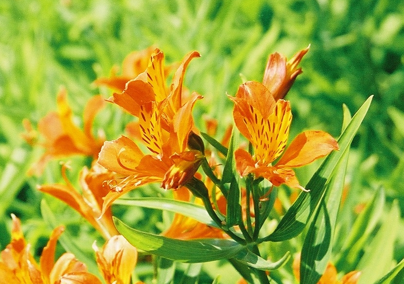 kosatec zlatý (Iris aurea)