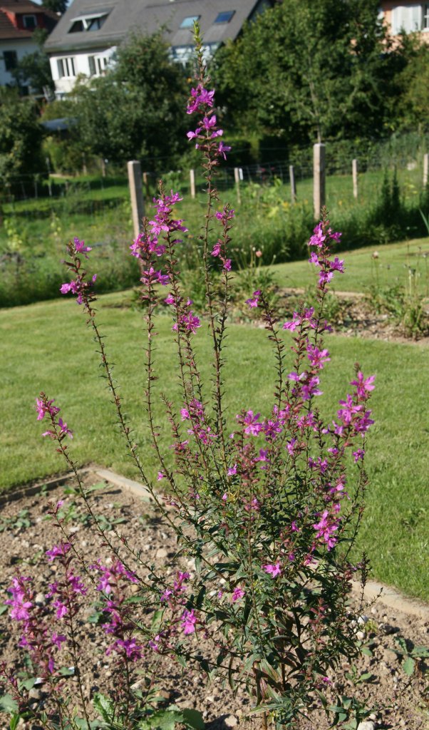 vrbica prútnatá (Lythrum virgatum)