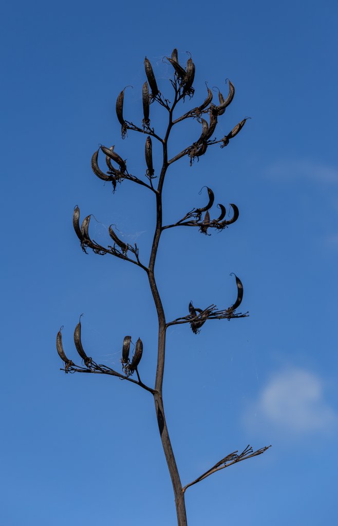 ľanovník (Phormium tenax)