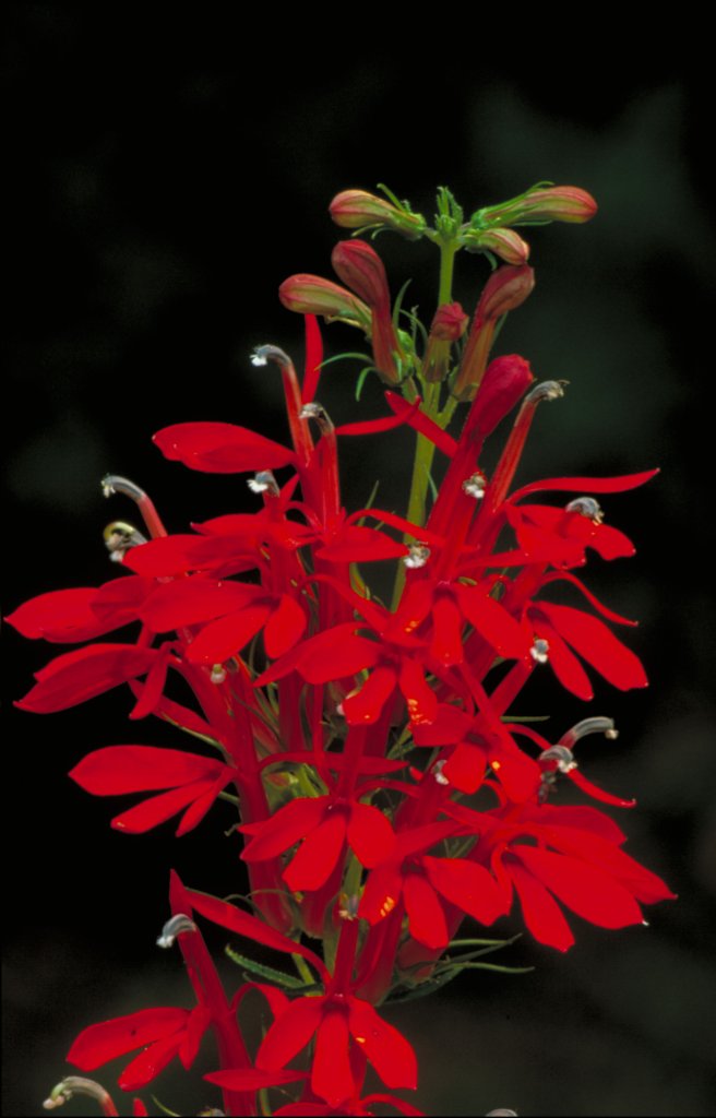 lobelka šarlátová (Lobelia cardinalis)