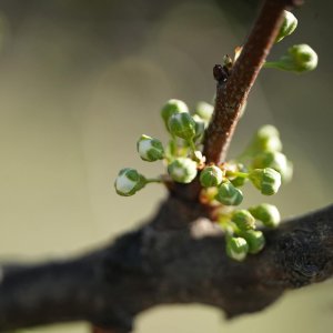Düngung von Erdbeeren 67 morfologie dřevin