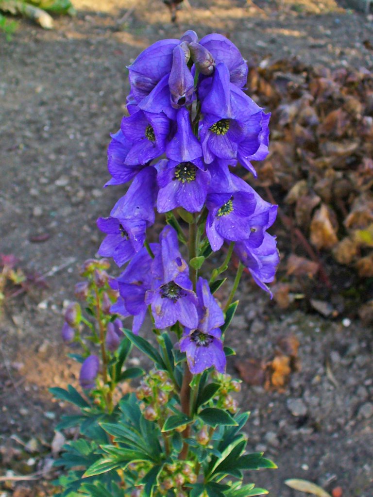prilbica (Aconitum)