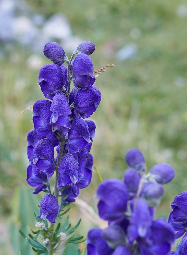 prilbica modrá (Aconitum napellus)