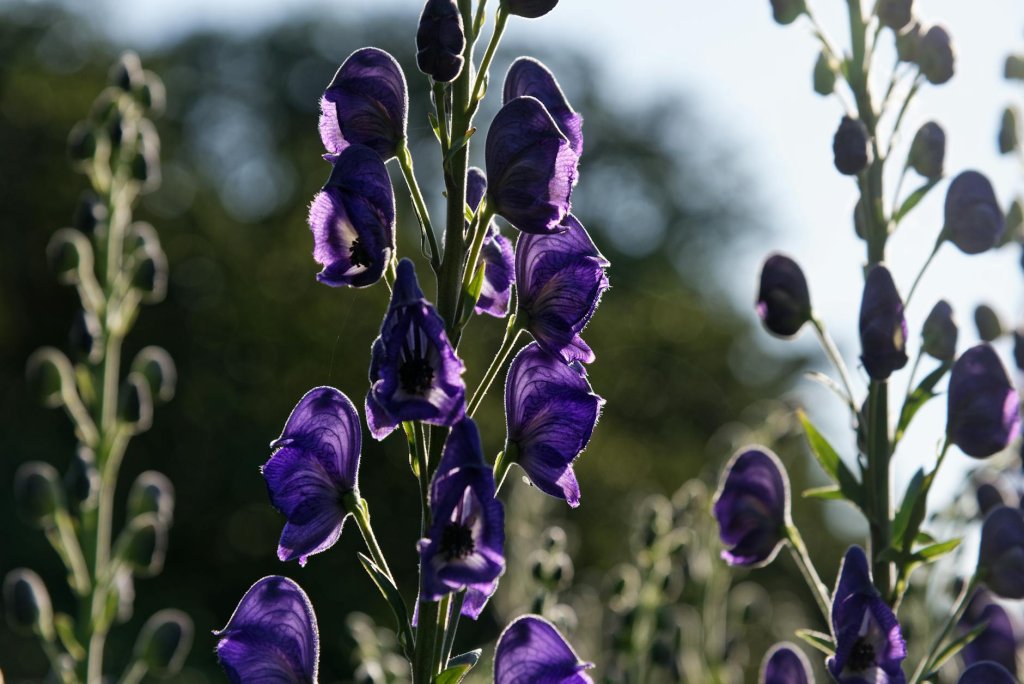 prilbica modrá 'Spark's Variety' (Aconitum napellus 'Spark's Variety')