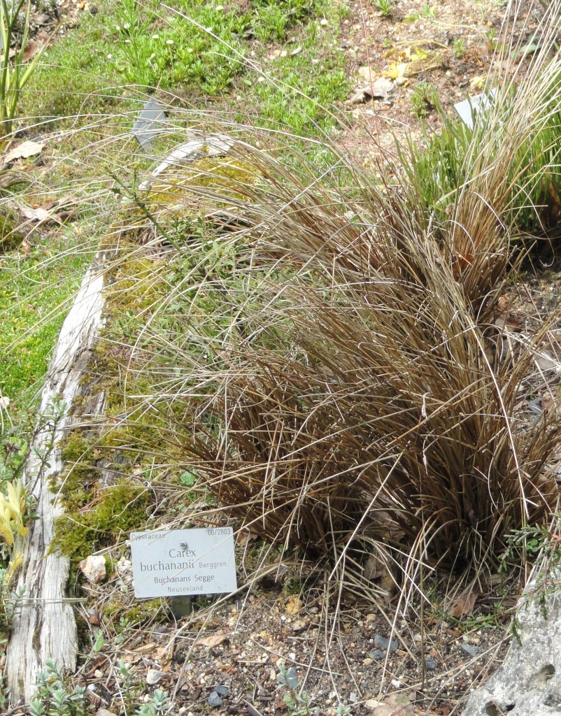 ostrica Buchananova (Carex buchananii)