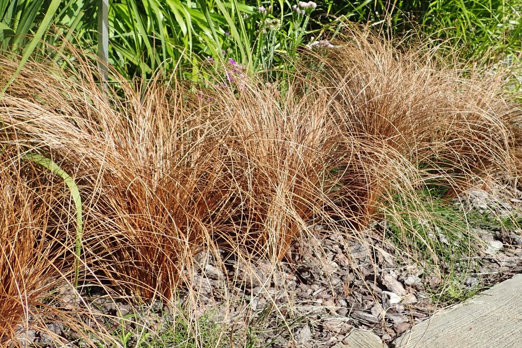 ostrica chochlatá (Carex comans)