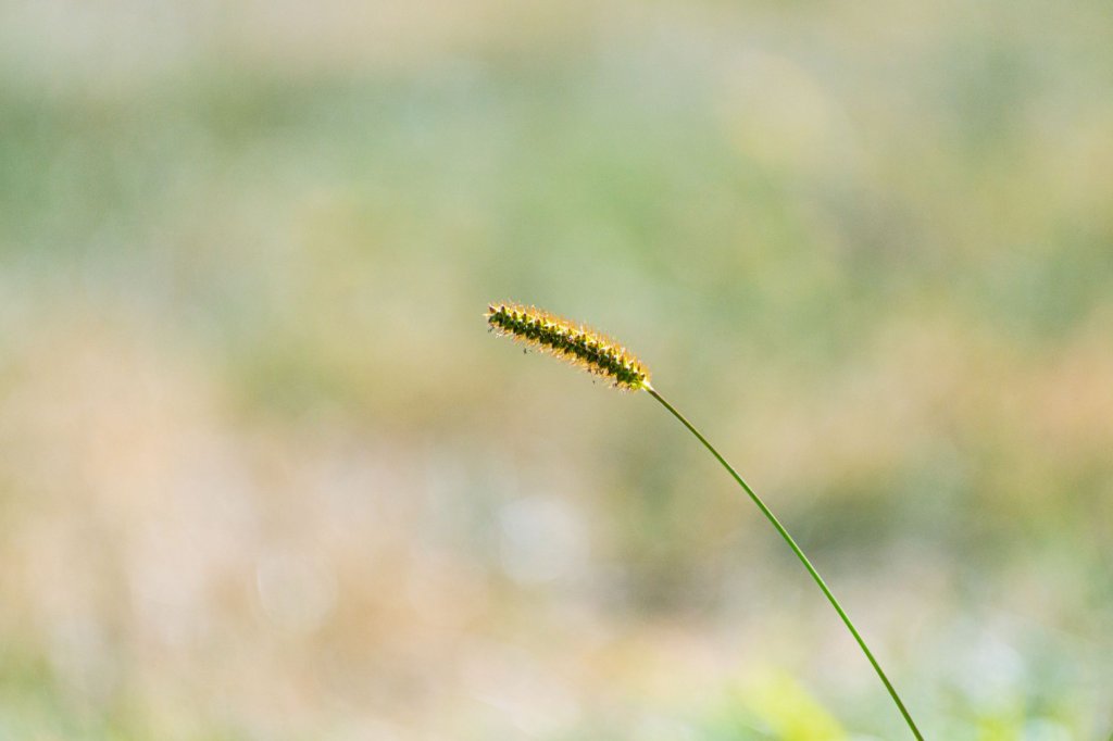 ostrica Petrieho (Carex petrei)