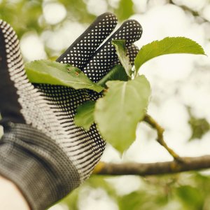 Düngung von Erdbeeren 68 péče o stromy a dřeviny
