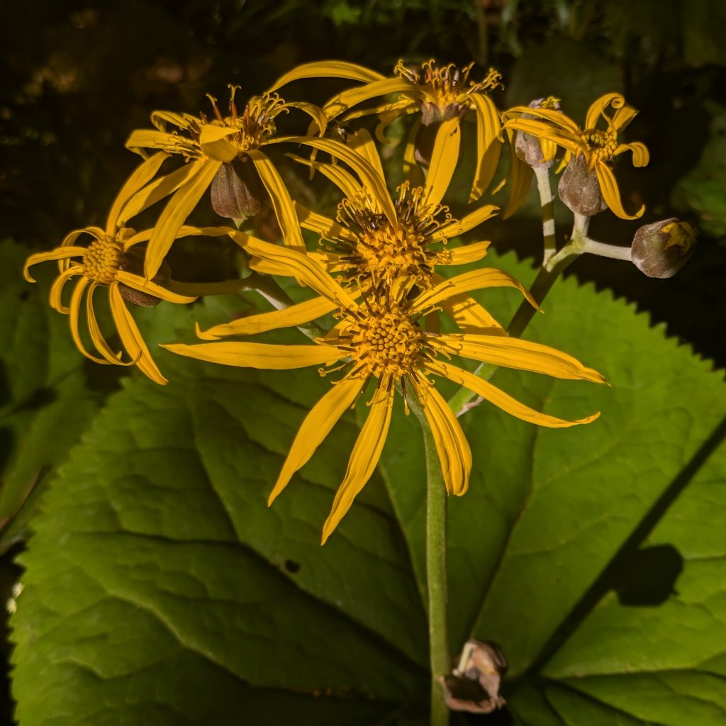 popolvník (Ligularia clivorum)