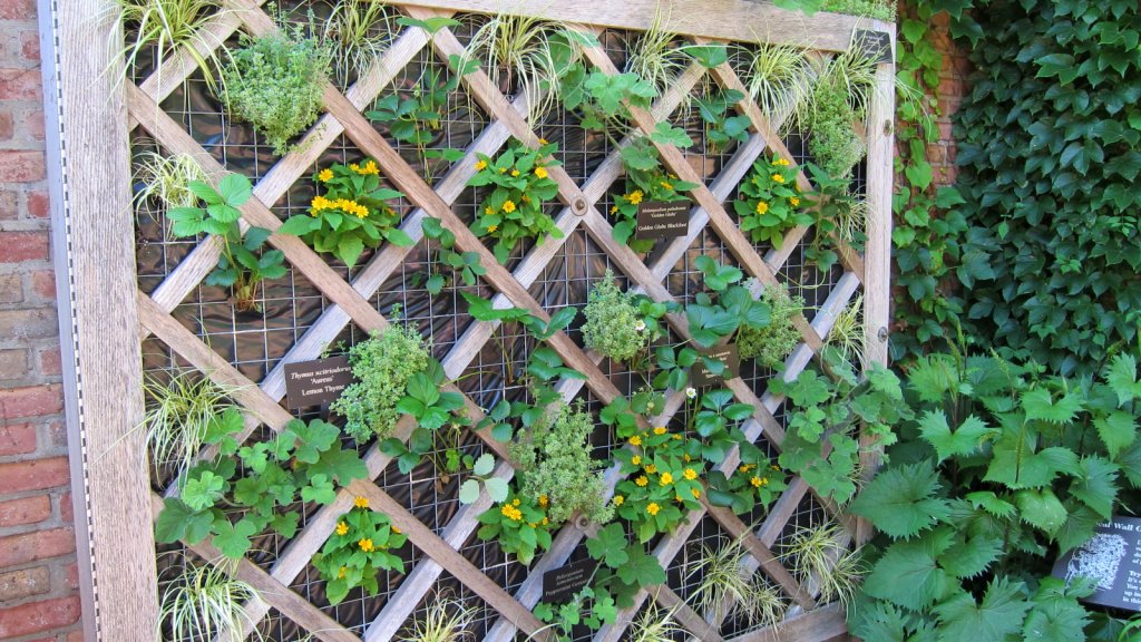 popolvník 'The Rocket' (Ligularia stenocephala 'The Rocket')