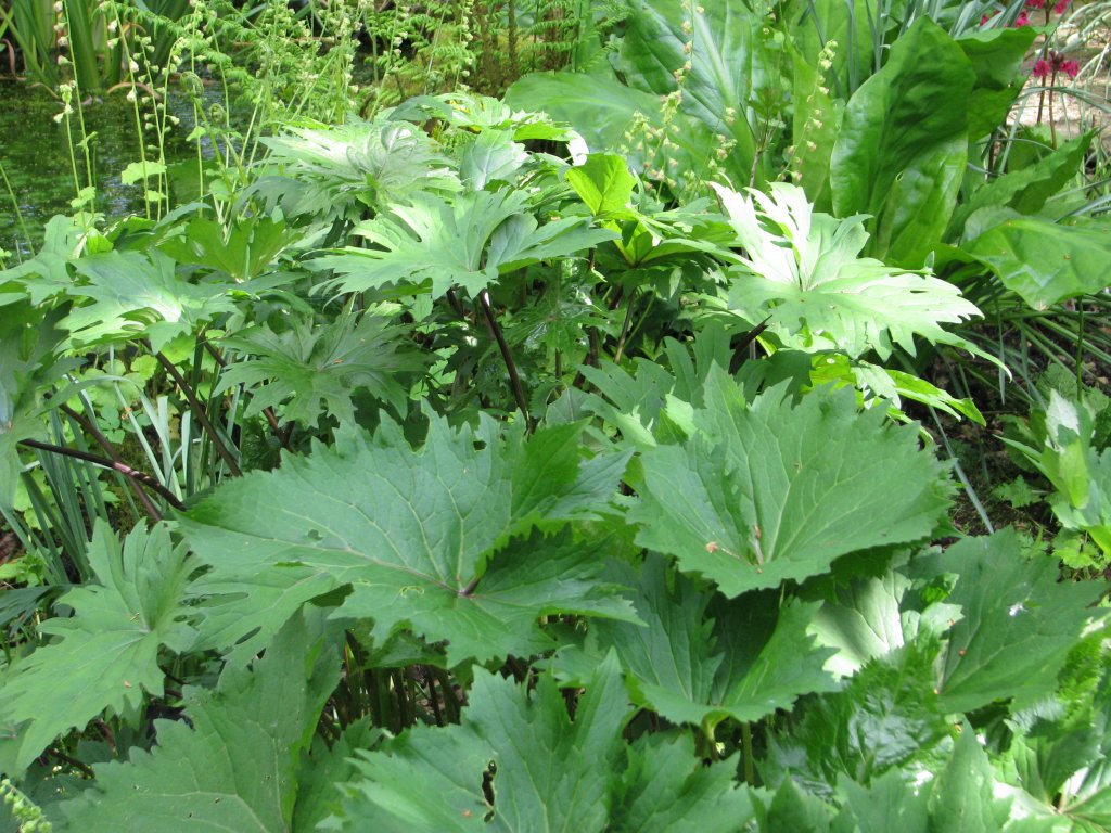 popolvník Veitchov (Ligularia veitchiana)