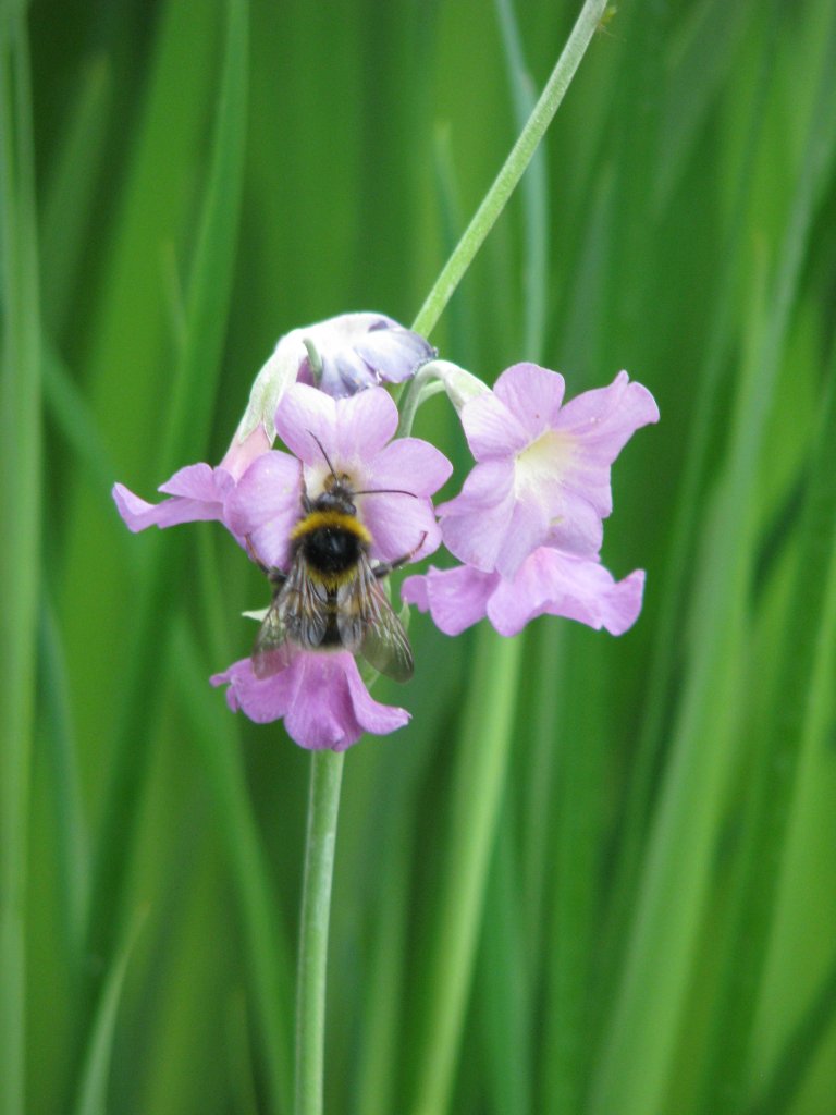 prvosienka alpská (Primula alpicola)