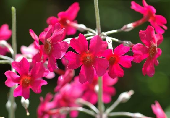 prvosienka Beesova (Primula beesiana)