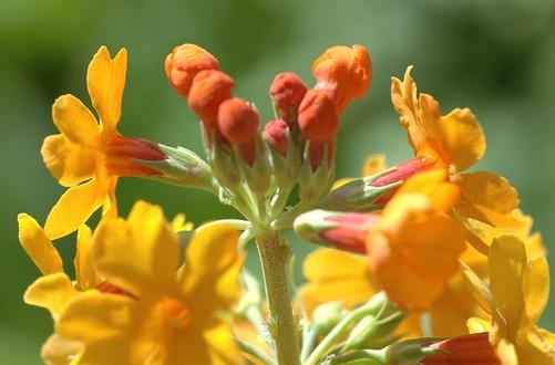 prvosienka Bulleyova (Primula bulleyana)