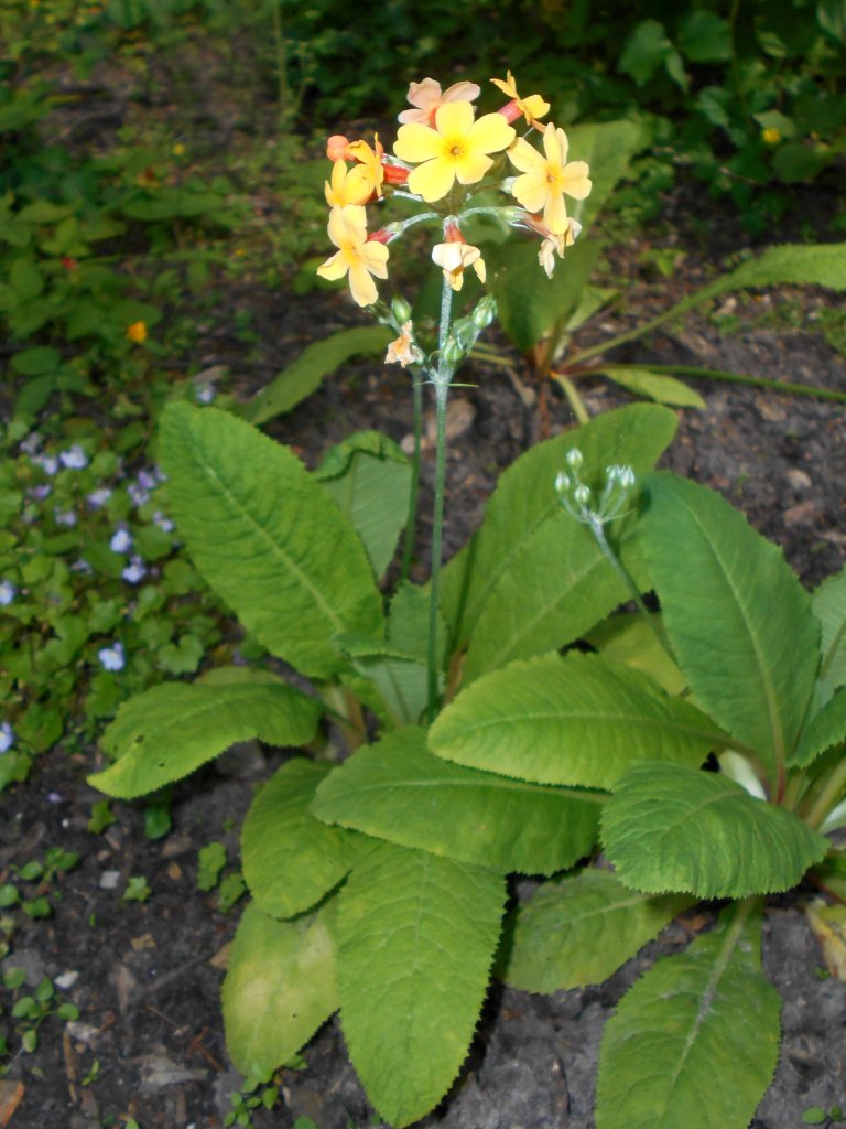 prvosienka oranžová (Primula aurantiaca)