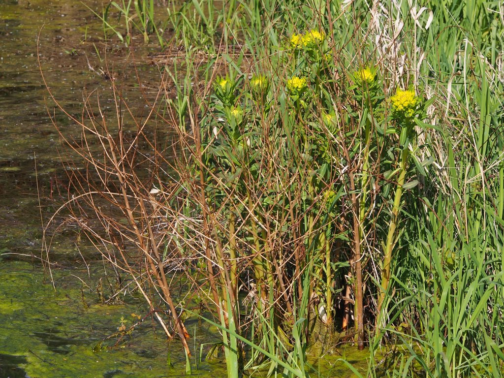mliečnik močiarny (Euphorbia palustris)