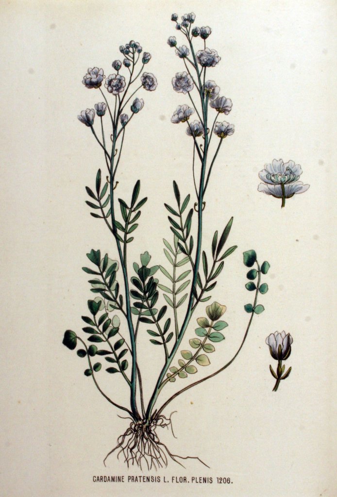 žerušnica lúčna 'Flore Pleno' (Cardamine pratensis 'Flore Pleno')