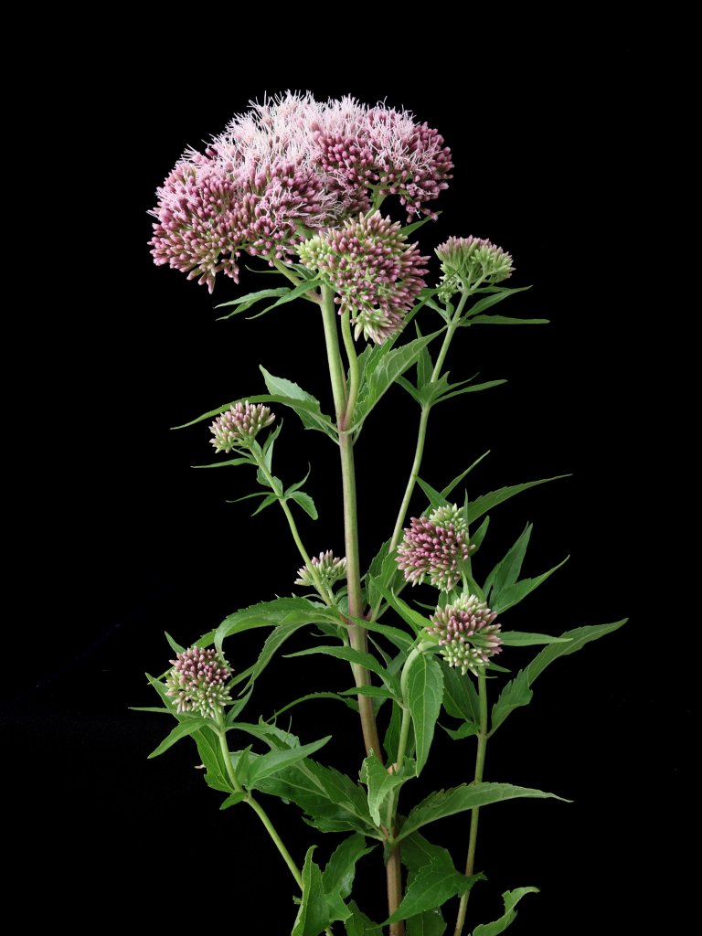 sadec konopáč (Eupatorium cannabinum)