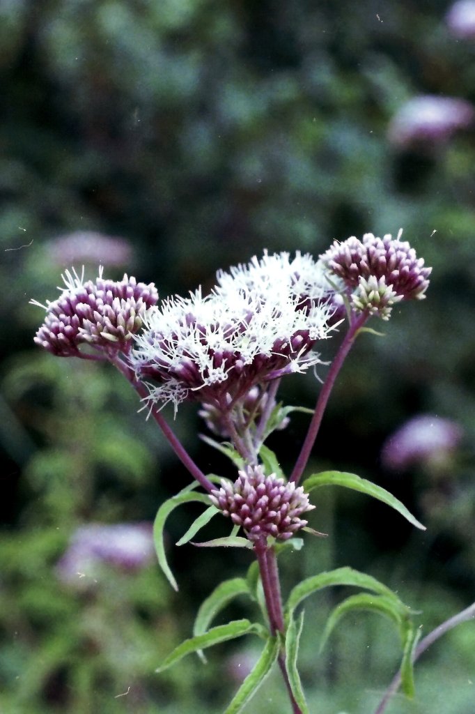 sadec purpurový (Eupatorium purpureum)