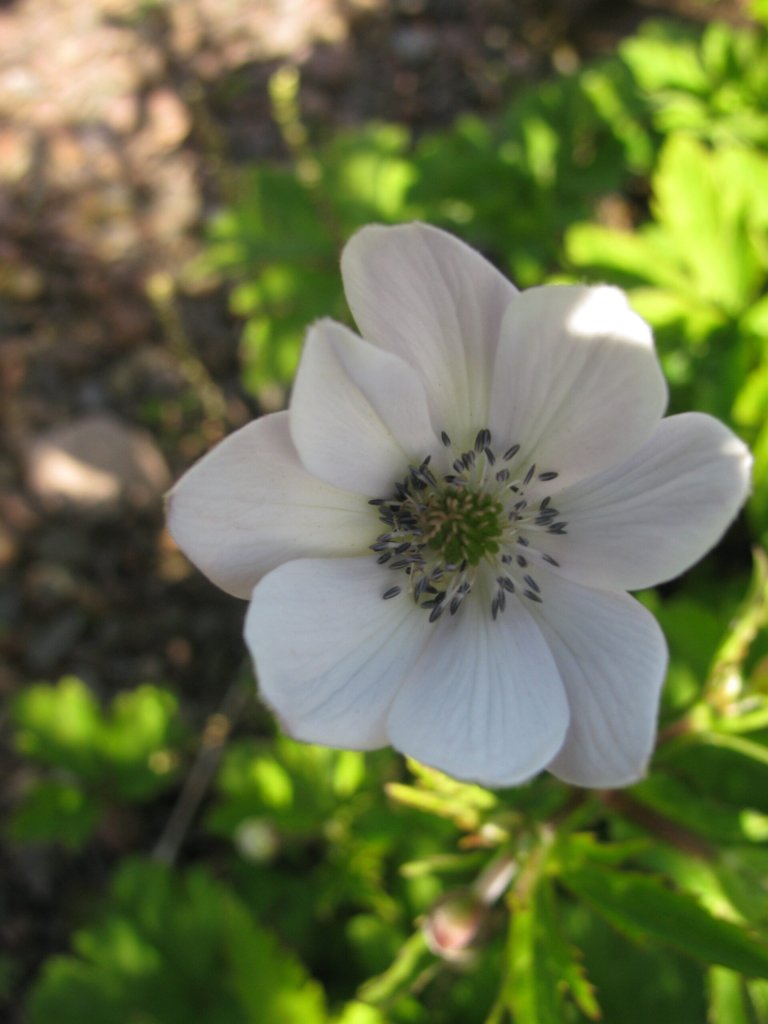 veternica (Anemone rivularis)