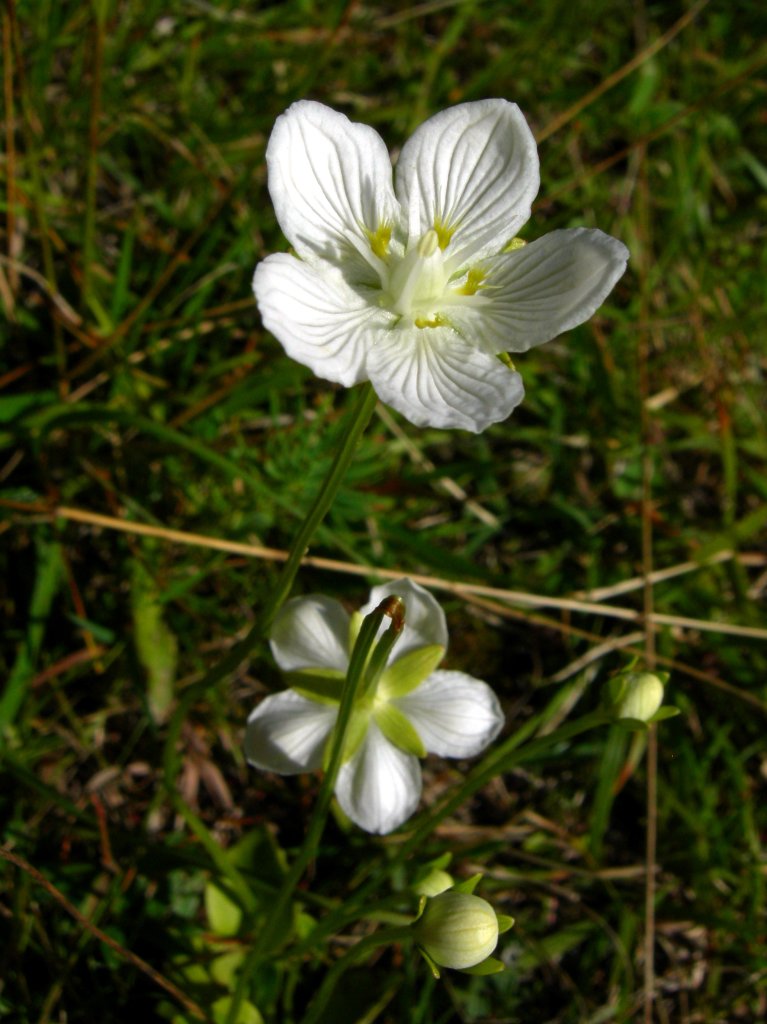 bielokvet močiarny (Parnassia palustris)
