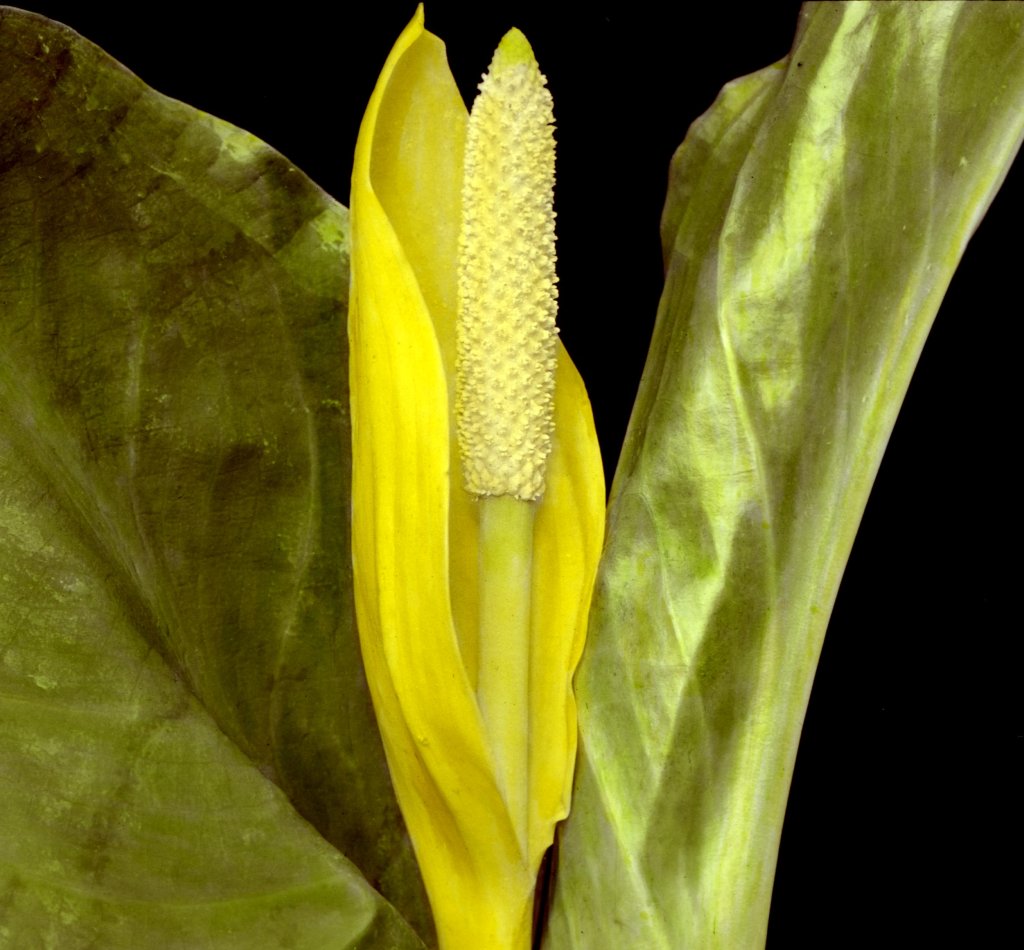 tulcovka americká (Lysichiton americanum)