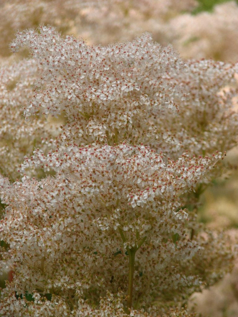 túžobník dlanitý (Filipendula palmata)