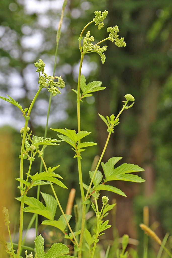 túžobník brestový (Filipendula ulmaria)