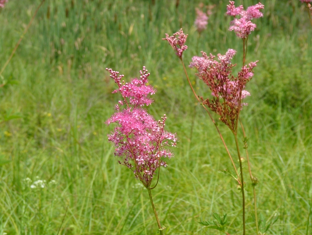 túžobník nachový (Filipendula rubra)