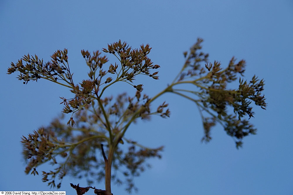 túžobník nachový 'Magnifica' (Filipendula rubra 'Magnifica')