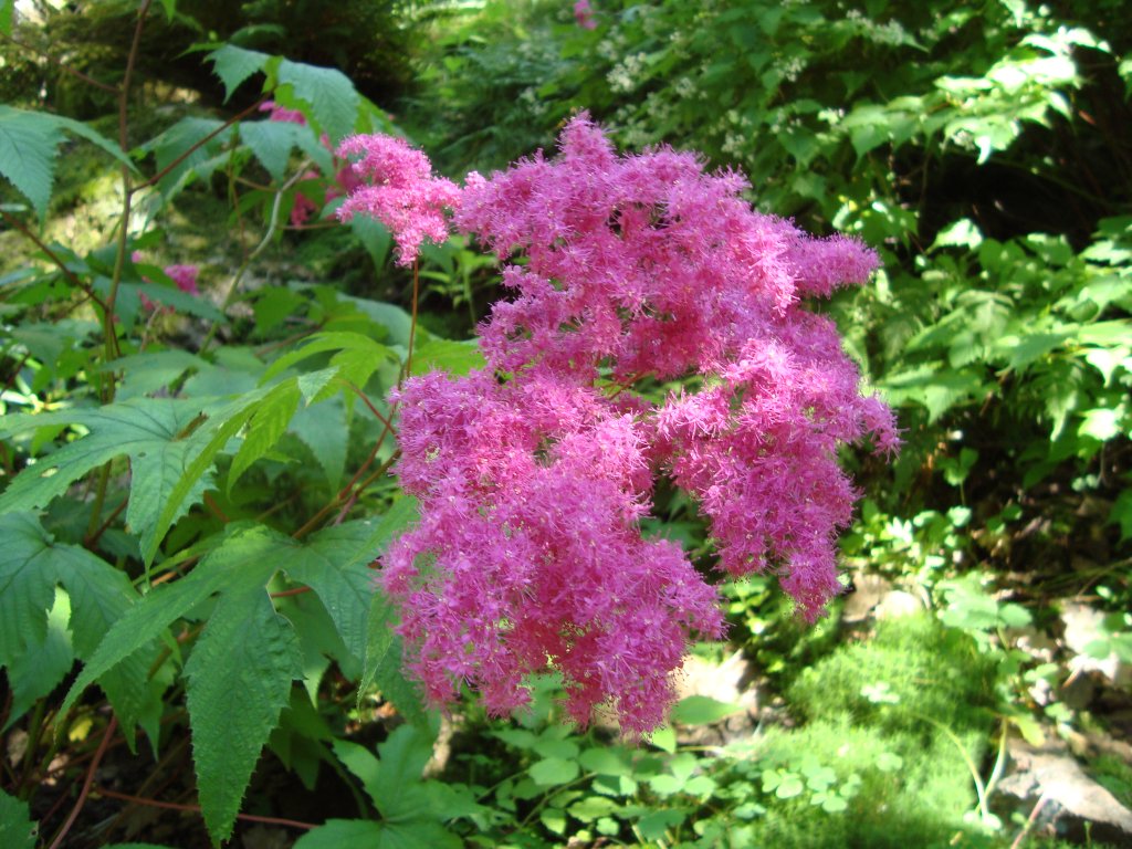 túžobník purpurový (Filipendula purpurea)