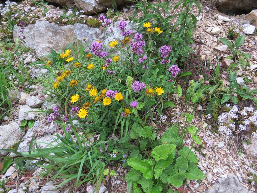 volovec vŕbolistý (Buphthalmum salicifolium)