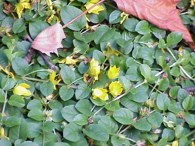 čerkáč peniazkový (Lysimachia nummularia)