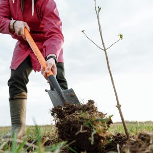 Düngung von Erdbeeren 66 výběr dřevin pro výsadbu