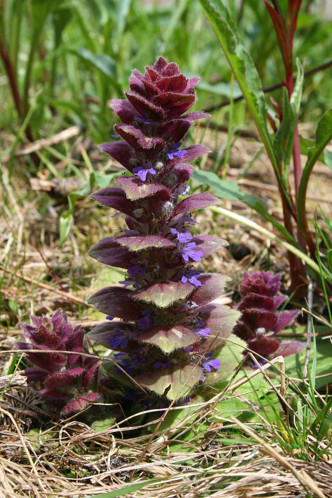 zbehovec ihlanovitý (Ajuga pyramidalis)