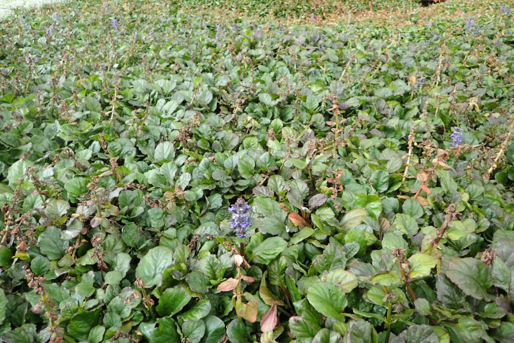 zbehovec plazivý 'Jungle Beauty' (Ajuga reptans 'Jungle Beauty')