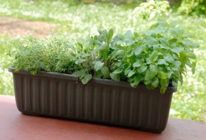 Truhlík samozavlažovací SIESTA LUX 40 čokoláda
