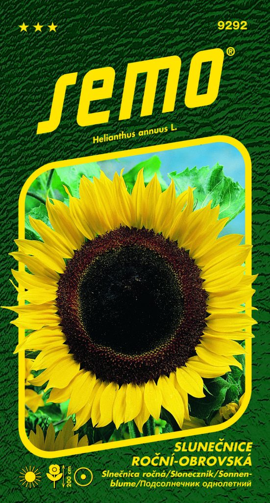 Slunečnice roční OBROVSKÁ - výška 2-3m