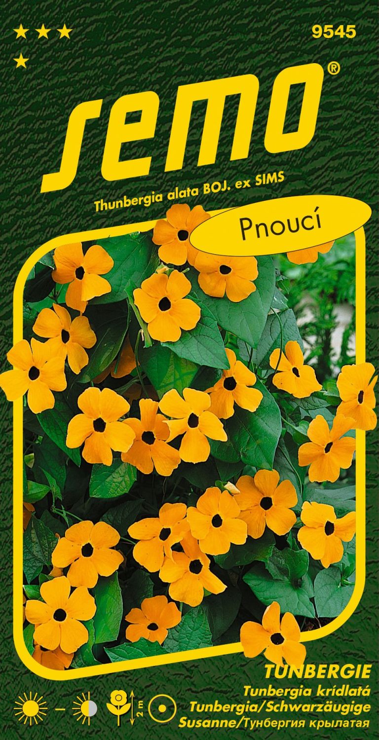 Tunbergie Černooká Zuzana - oranžová S OKEM - pnoucí