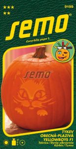 Tykev velkoplodá YELLOWBOYS F1 - na Helloween, na vaření, plod 8-10 kg