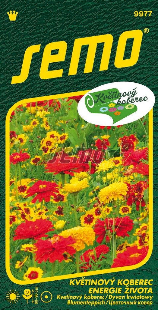 Směs letniček - květinový koberec ENERGIE ŽIVOTA - 60 - 90 cm