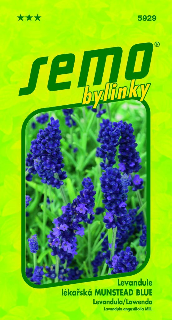 Levandule MUNSTEAD BLUE