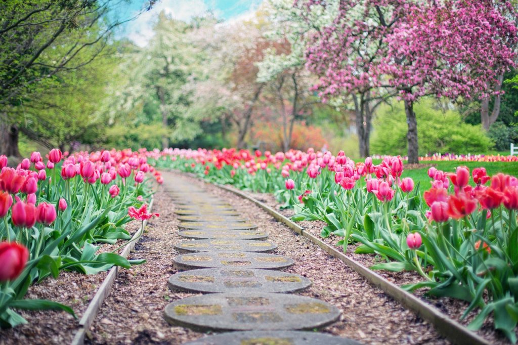 Cibulnaté a hlíznaté květiny: tulipány, narcisy, hyacinty a lilie 4 choroby tulipánů