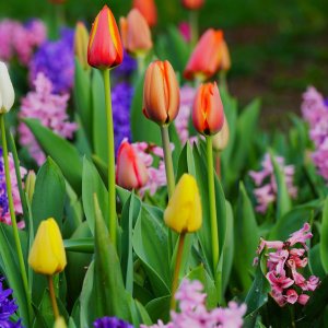 cibulnate a hliznate kvetiny tulipany narcisy hyacinty a lilie