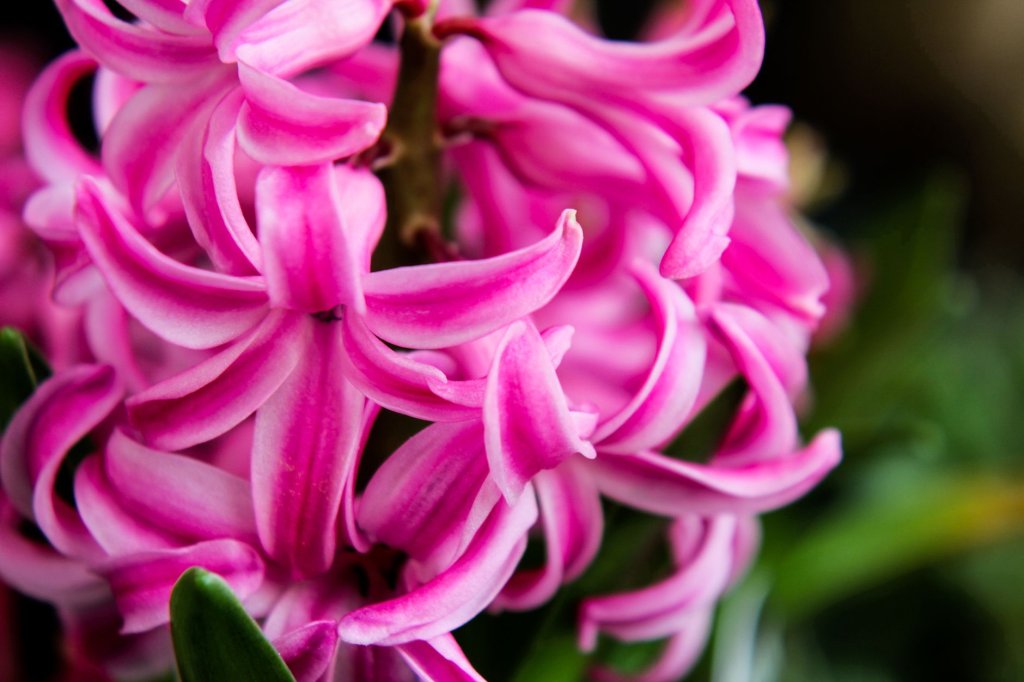 Cibulnaté a hlíznaté květiny: tulipány, narcisy, hyacinty a lilie 7 pěstování hyacintů