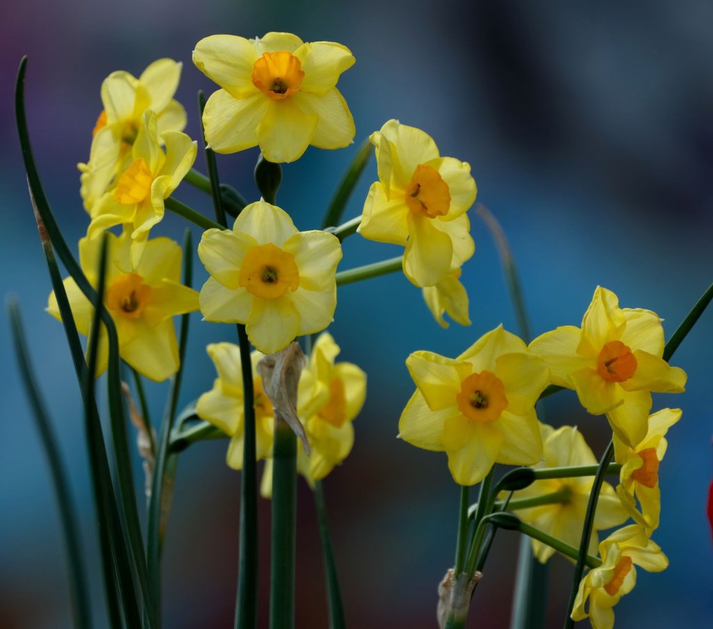 Cibulnaté a hlíznaté květiny: tulipány, narcisy, hyacinty a lilie 6 odrůdy narcisů